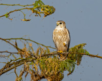 Bord de Saône de Crissey